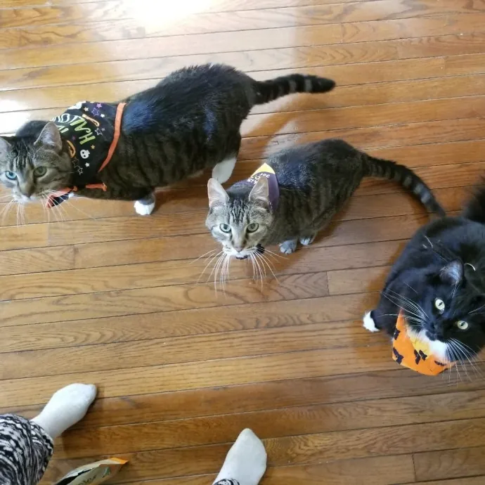 Loving Cat Mom Of 3
