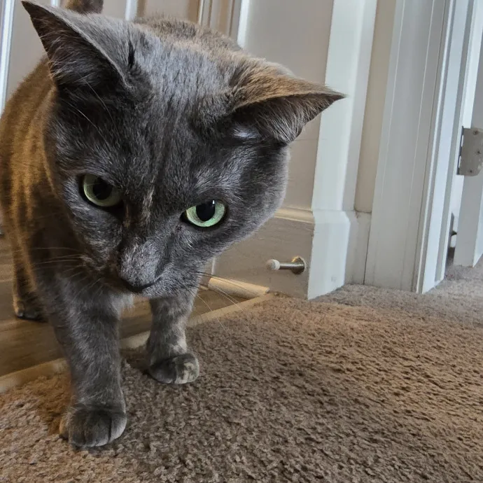 Loving Cat Mom Of 3