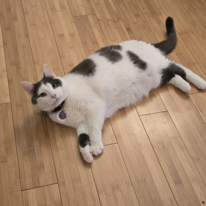 Loving Cat Mom Of 3