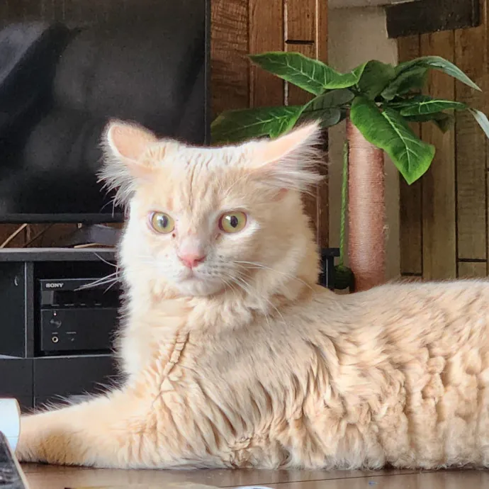 Northland Cat Sitting Service