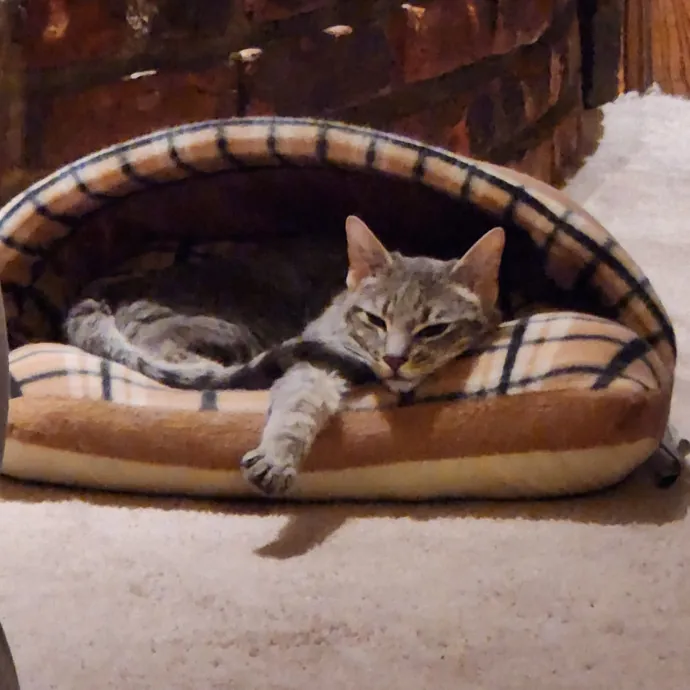 Northland Cat Sitting Service