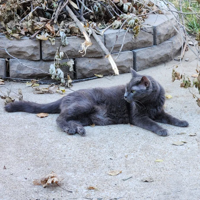 Northland Cat Sitting Service