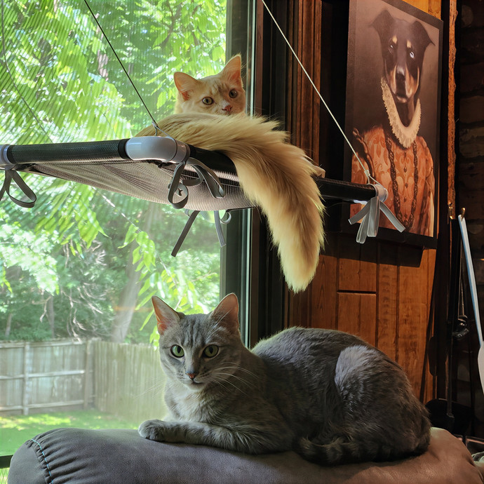 Northland Cat Sitting Service