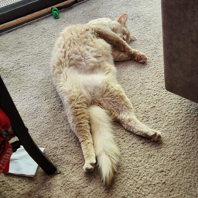 Northland Cat Sitting Service
