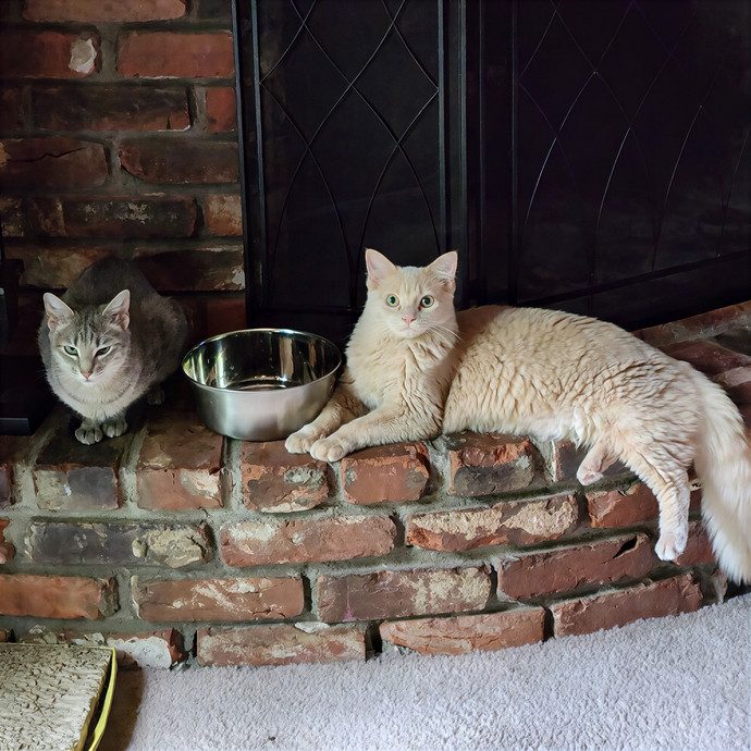 Northland Cat Sitting Service
