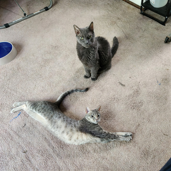 Northland Cat Sitting Service photo 3