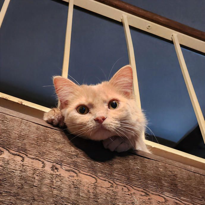 Northland Cat Sitting Service photo 2
