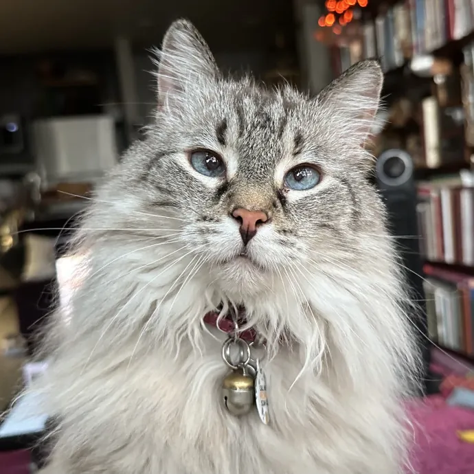 Fargo Cat Lady 50 Yrs Xp