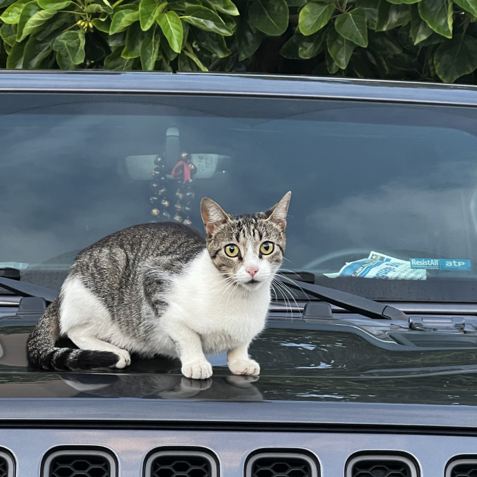 Studentworkercat Guy