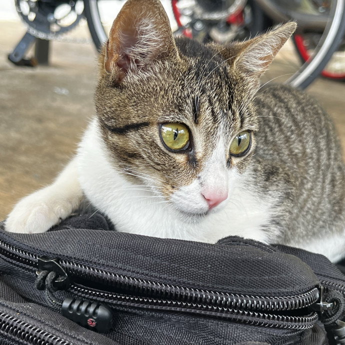 Studentworkercat Guy