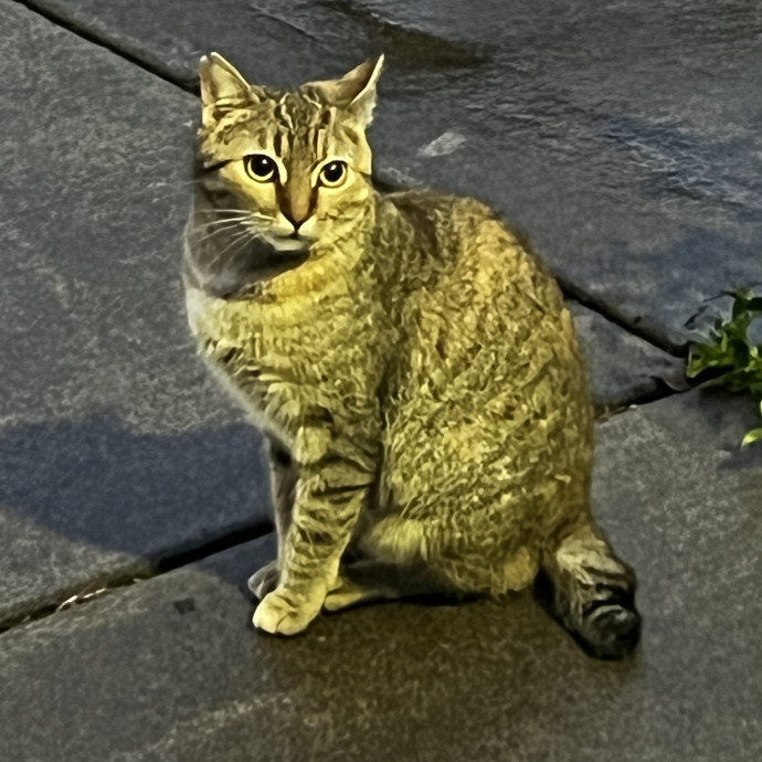 Studentworkercat Guy