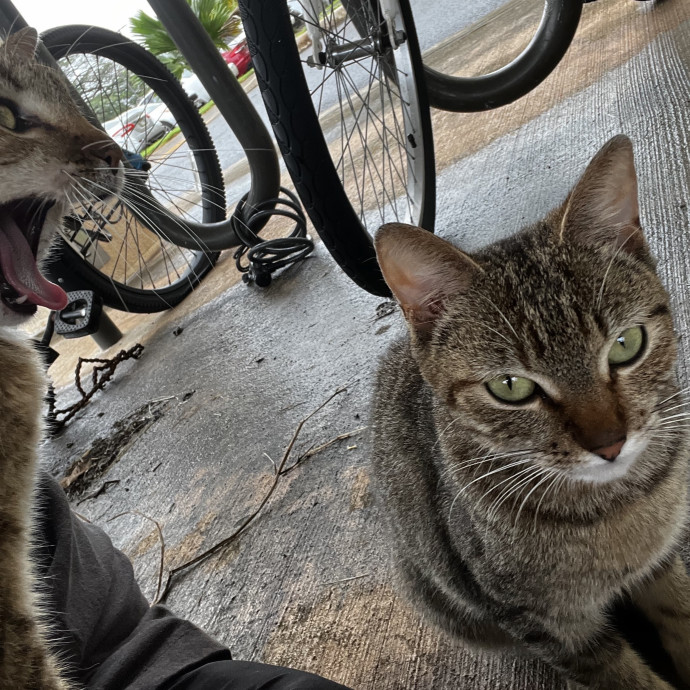 Studentworkercat Guy