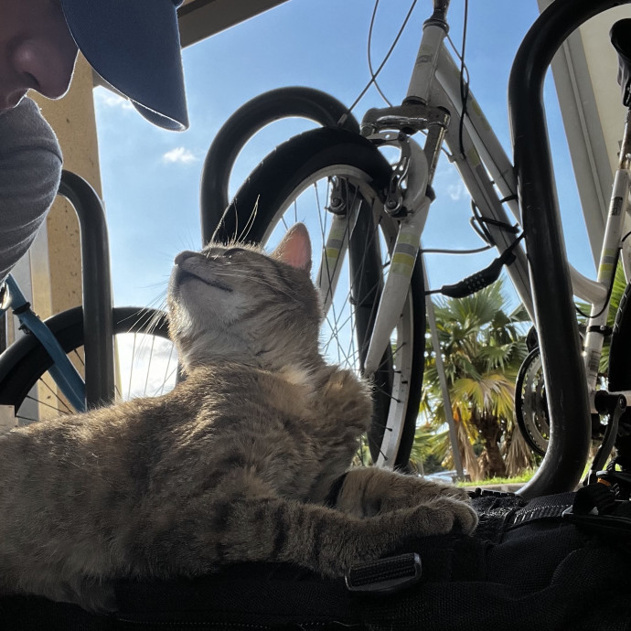 Studentworkercat Guy