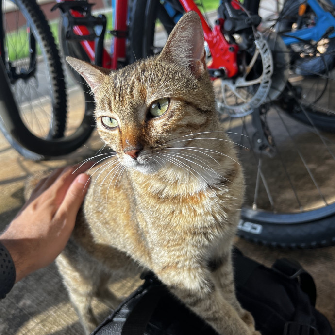 Studentworkercat Guy