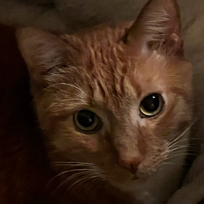Studentworkercat Guy