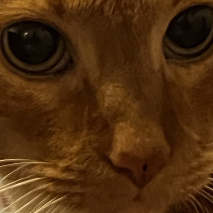 Studentworkercat Guy