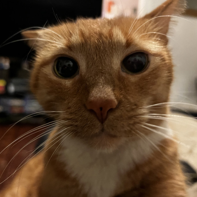 Studentworkercat Guy