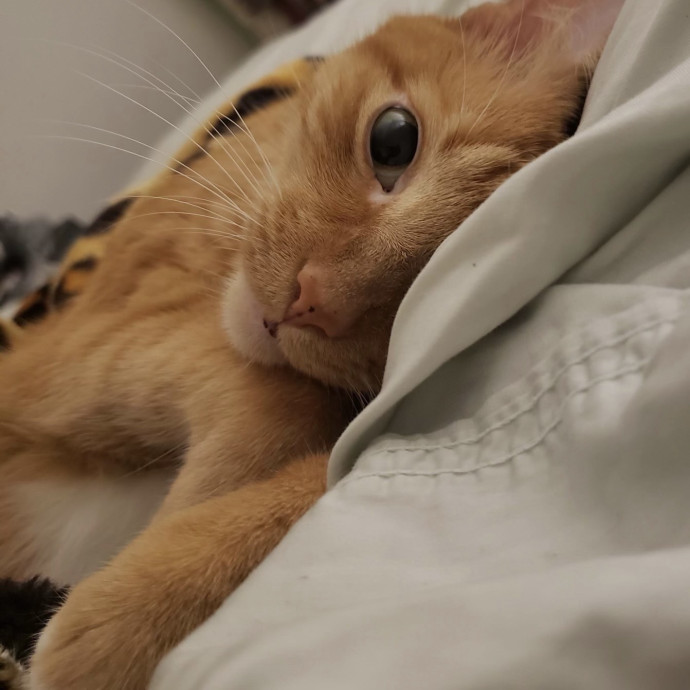 Studentworkercat Guy