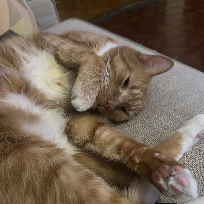 Studentworkercat Guy