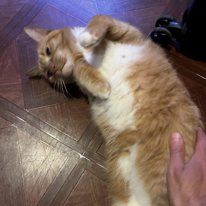 Studentworkercat Guy