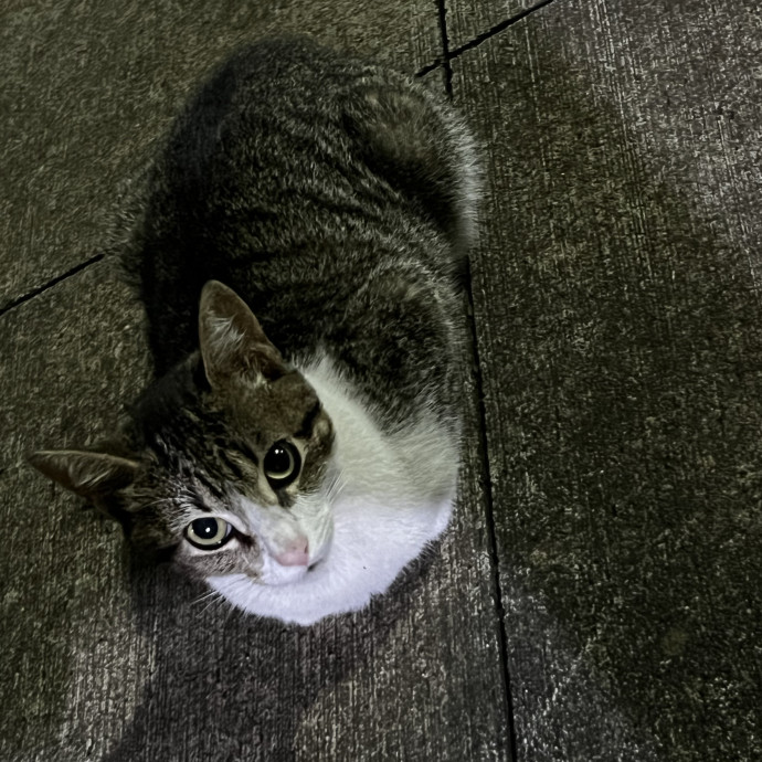 Studentworkercat Guy