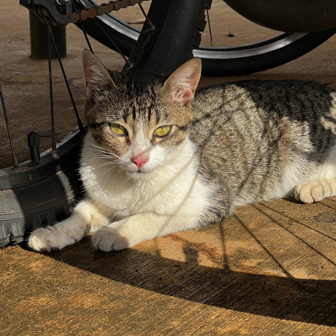 Studentworkercat Guy
