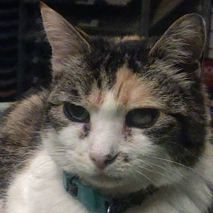 Studentworkercat Guy