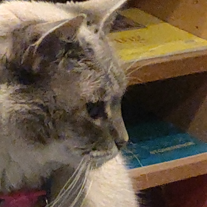 Studentworkercat Guy