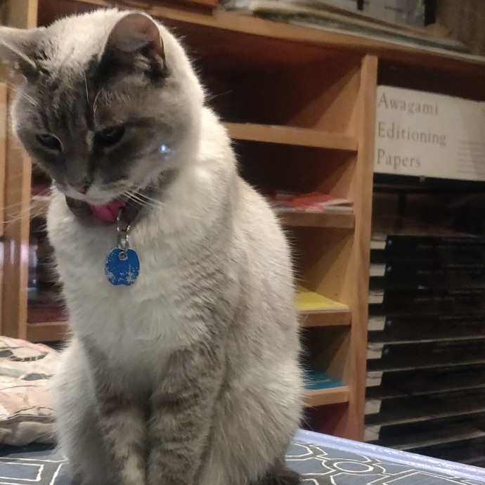 Studentworkercat Guy