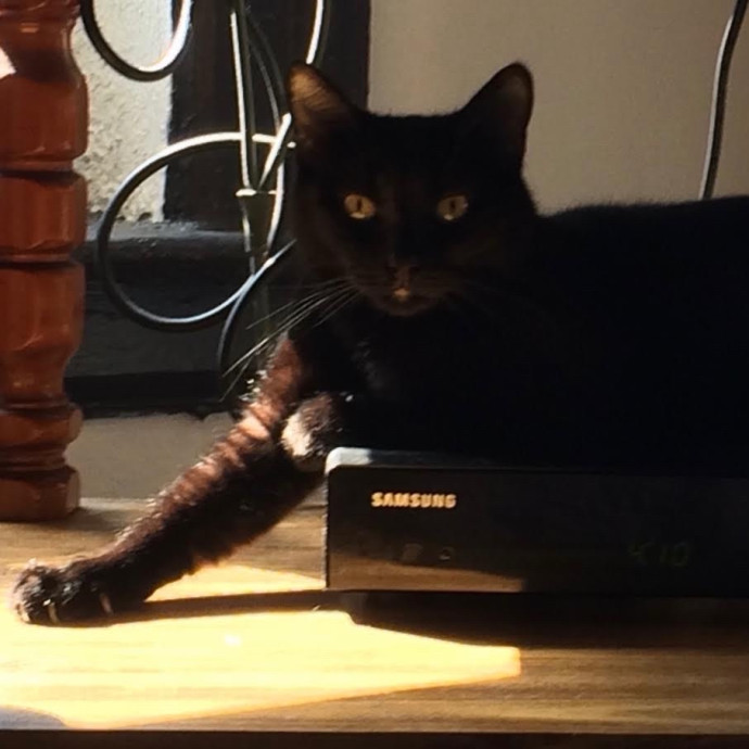 Studentworkercat Guy