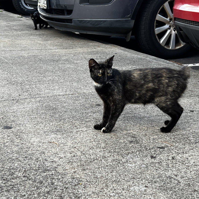 Studentworkercat Guy
