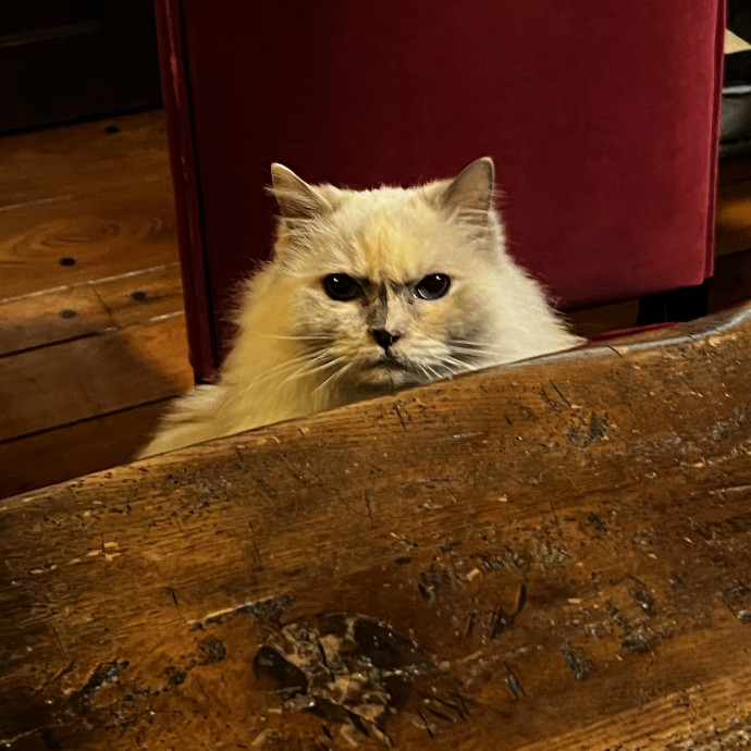 Studentworkercat Guy photo 2