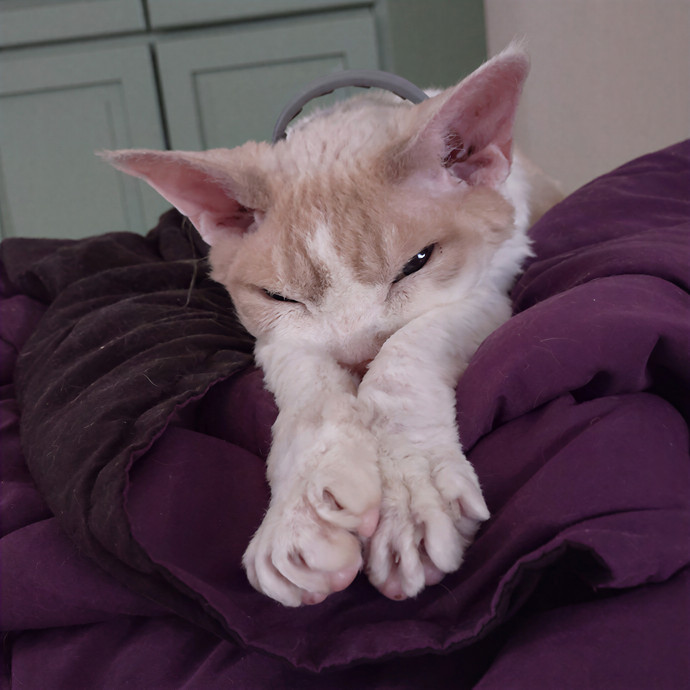 Mewow Kitty Sitter