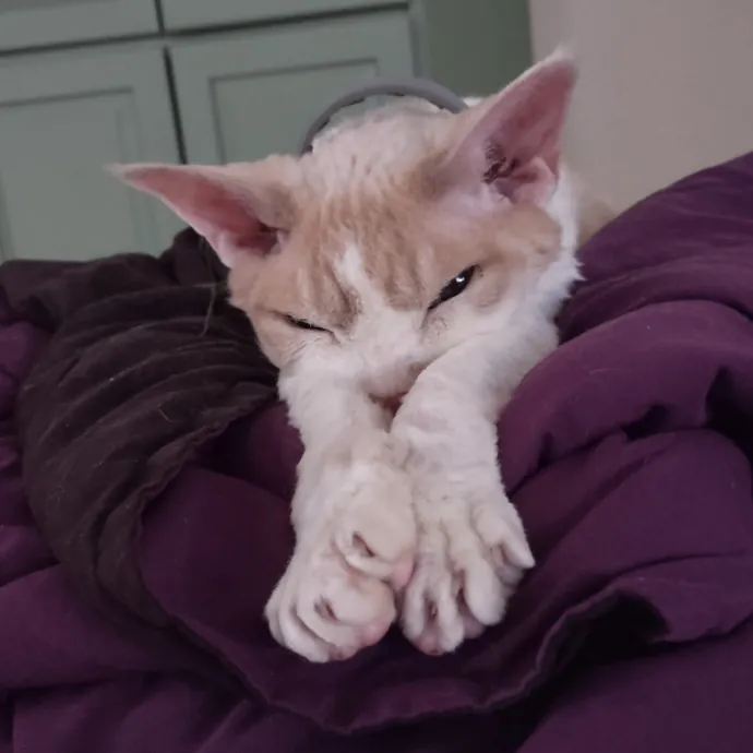 Mewow Kitty Sitter photo 4