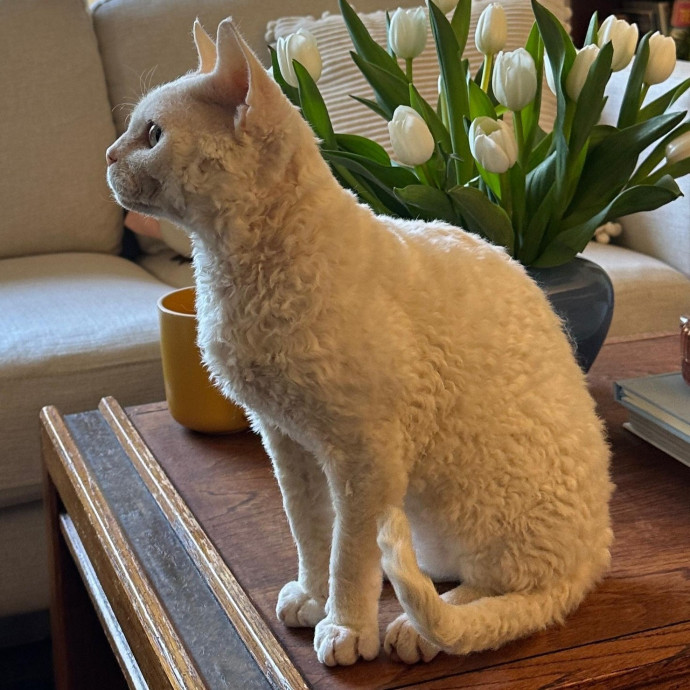 Mewow Kitty Sitter