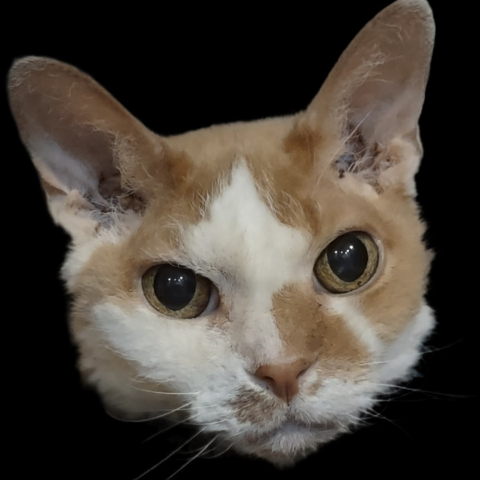 Mewow Kitty Sitter