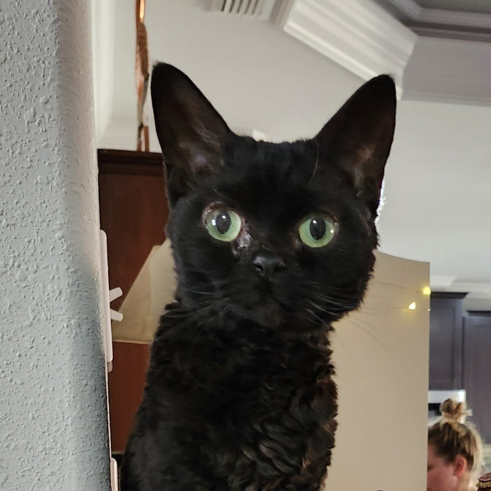 Mewow Kitty Sitter