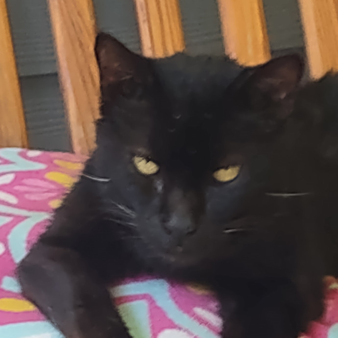 Mewow Kitty Sitter