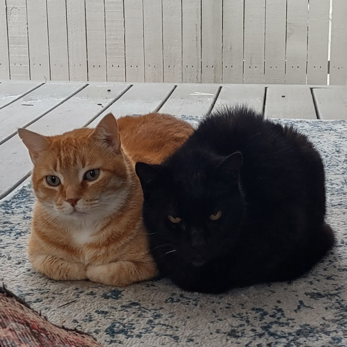 Mewow Kitty Sitter