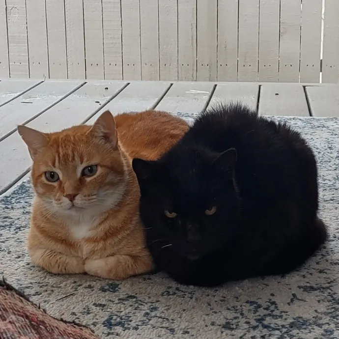 Mewow Kitty Sitter photo 4