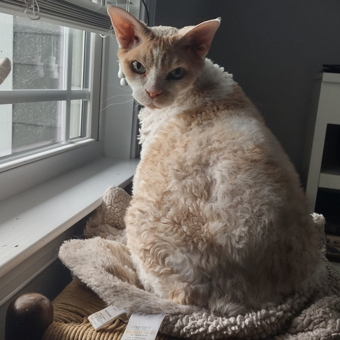 Mewow Kitty Sitter photo 3