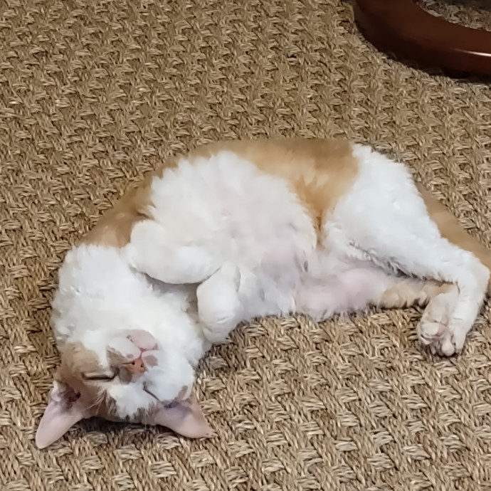 Mewow Kitty Sitter photo 2