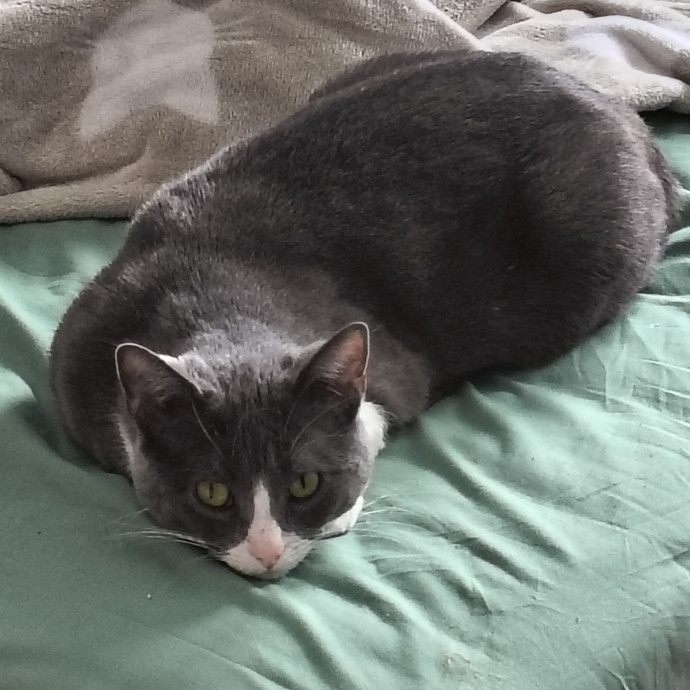 Danny's Cat Care photo 3