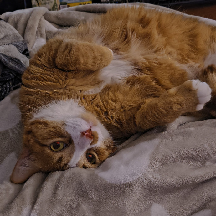 Danny's Cat Care photo 2