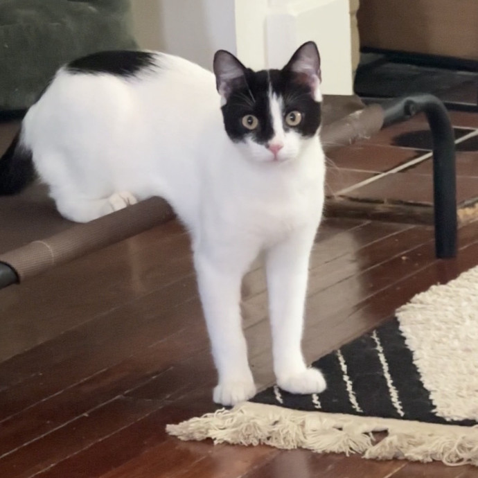 At Your Cat's Beck And Call