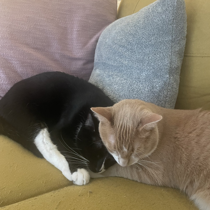 Cozy Care For Cats Of All Ages