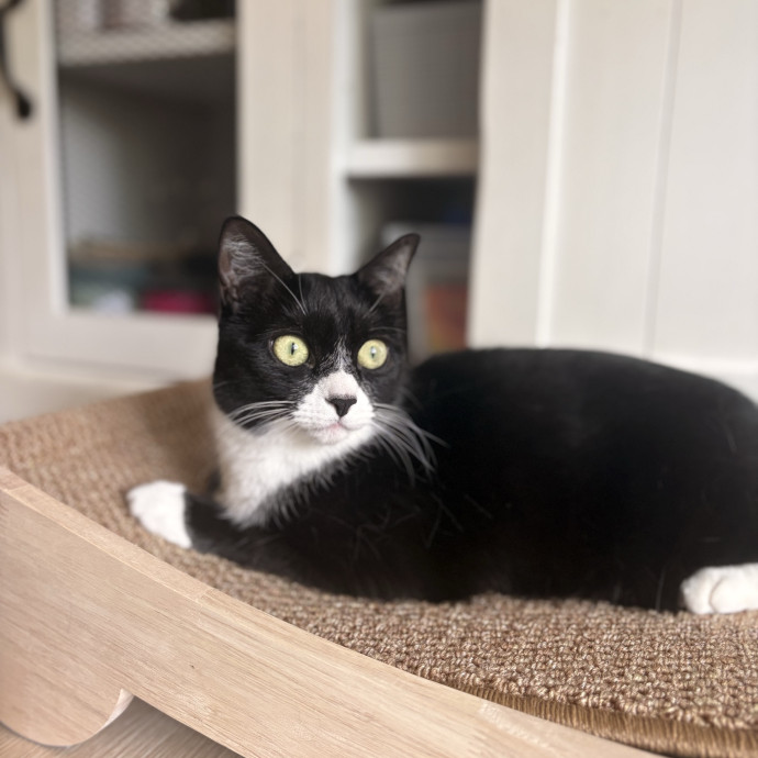 Cozy Care For Cats Of All Ages