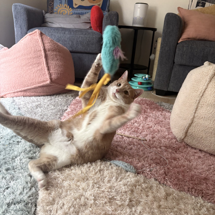 Cozy Care For Cats Of All Ages photo 3
