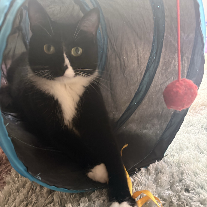 Cozy Care For Cats Of All Ages photo 2