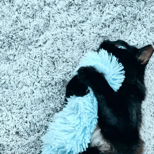 Pennie The Cat Nanny